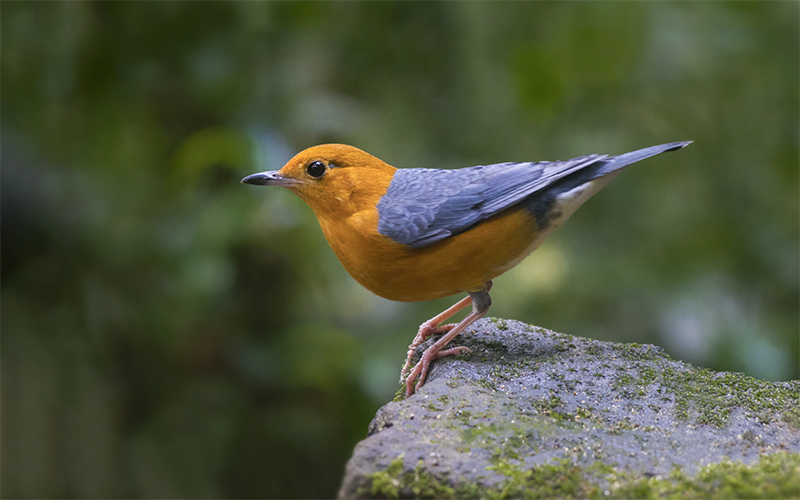 Orange-headed Thrush (Geokichla citrina) at Da Lat Bird Hides - Southern Vietnam. Photo by: Phuc Le - Vietnam Bird Photography Tours - Vietbirdphototours.com